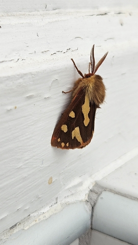 Arctia testudinaria
