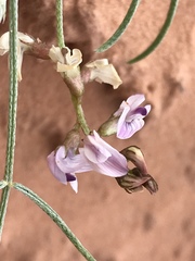 Astragalus ceramicus