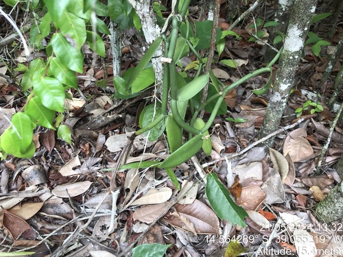 Image of Vanilla phaeantha by (c) vitordematos12, some rights reserved (CC BY-SA)