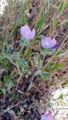 Sidalcea diploscypha