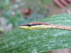 Oxybelis potosiensis