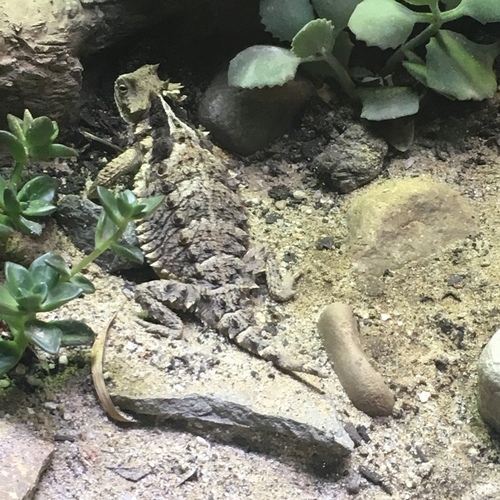 Giant Horned Lizard