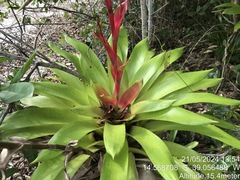 Vriesea procera