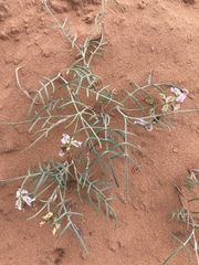 Astragalus ceramicus