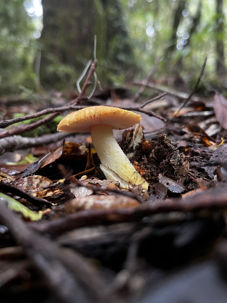 Amanita aurantiovelata · May 2024 · photo: © sur_endemico (iNaturalist, cc-by-nc)