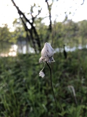 Anemone cylindrica