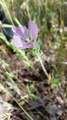 Sidalcea diploscypha