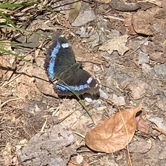 Kaniska canace nojaponicum