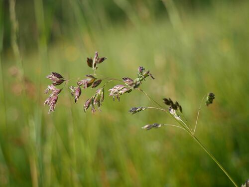 Poa humilis observed 2024-05-19