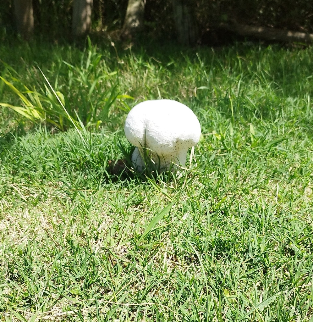 Calvatia cyathiformis · February 2024 · photo: © seba_fornes (iNaturalist, cc-by)