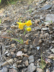 Calochortus amabilis