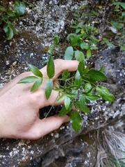 Scandia rosifolia