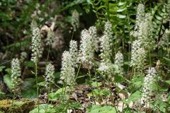 Tiarella austrina