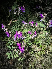 Lathyrus vestitus var. alefeldii