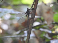 Gynacantha membranalis