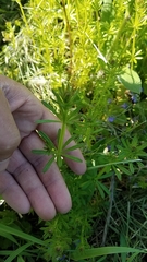 Galium aparine