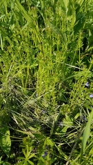 Galium aparine