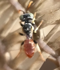 Miscophini