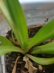 Agapanthus praecox