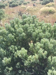 Tetradymia glabrata