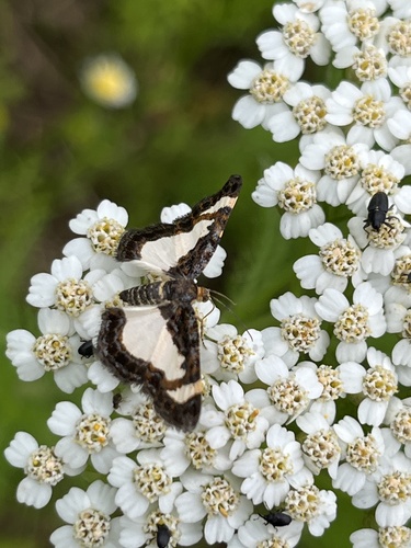 Common Spring Moth photo 4
