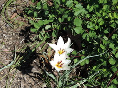 Tulipa clusiana