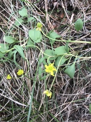 Ranunculus rhomboideus