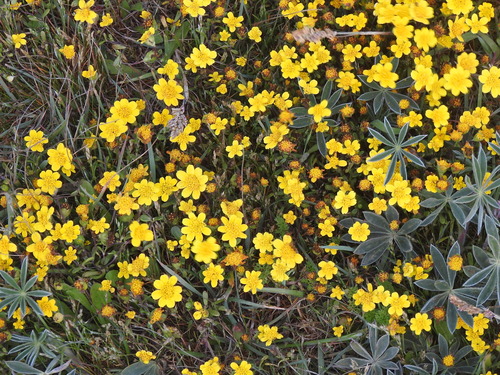 Image of Lasthenia californica by (c) Lori Brandt Dudzik, some rights reserved (CC BY-SA)