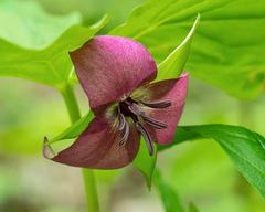 Trillium vaseyi