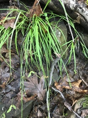 Carex communis
