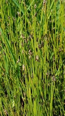 Eleocharis compressa