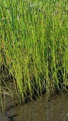 Eleocharis compressa