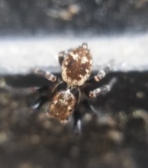 Pseudeuophrys erratica