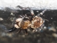 Pseudeuophrys erratica