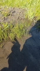 Eleocharis compressa