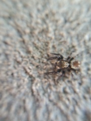 Pseudeuophrys erratica