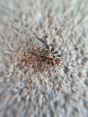 Pseudeuophrys erratica