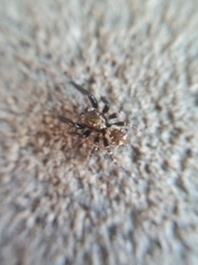 Pseudeuophrys erratica