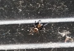 Pseudeuophrys erratica