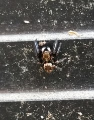 Pseudeuophrys erratica