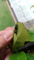 Chalybion japonicum
