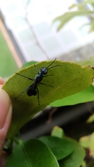 Chalybion japonicum