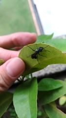 Chalybion japonicum