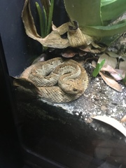 Crotalus unicolor