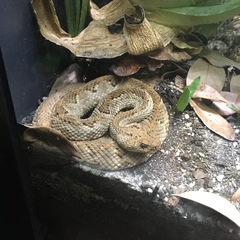 Crotalus unicolor
