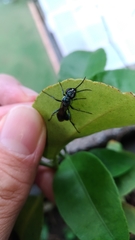 Chalybion japonicum