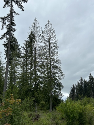 western redcedar (Thuja plicata)
