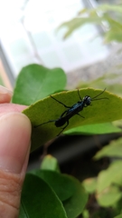 Chalybion japonicum