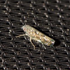 Scaphoideus