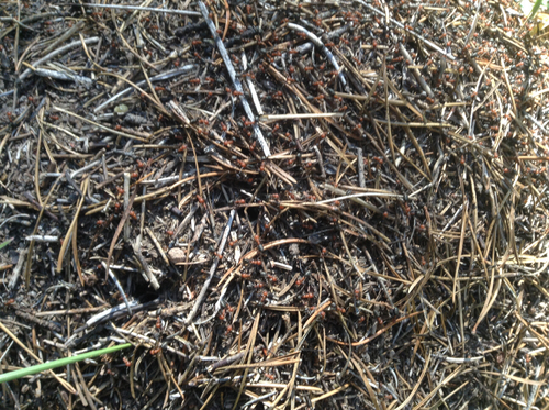 iNaturalist observation photo of Western Mound Ant